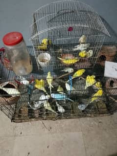 breeding birds