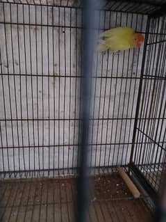 Love Bird Cremino