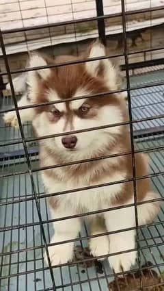 Siberian Husky Male Puppy | Blue eyes woolly. 03234414509 WhatsApp