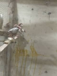 fawn java breeder pair healthy and active  nail tail flying ok