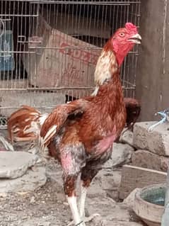 Top Quality Aseel Birds