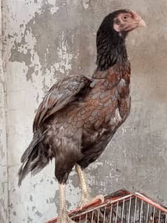 Top Quality Aseel Birds