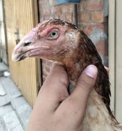 aseel shamo cross female 03490163612