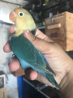 Green Fisheri /blue available  for sale
