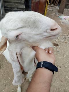 bakra
