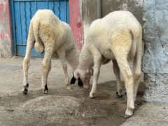 Dumbe for sale