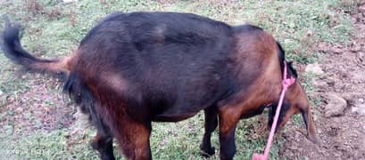 Bakra