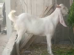 gulabi goat male pair