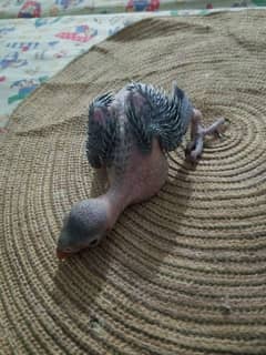 Ring Neck chicks available for sale