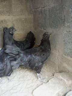 Ayam
