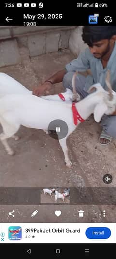 Bakra