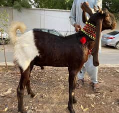 bakray available for sale wholesale rate 0/3/1/9/6/8/4/7/0/9/0