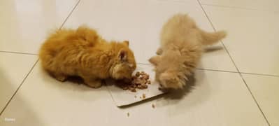 kittens for sale