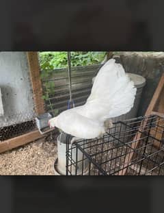Pure White Rare Sebright || 3 months Chicks on Half rates || Islamabad