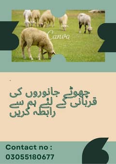 Qasai قصائی