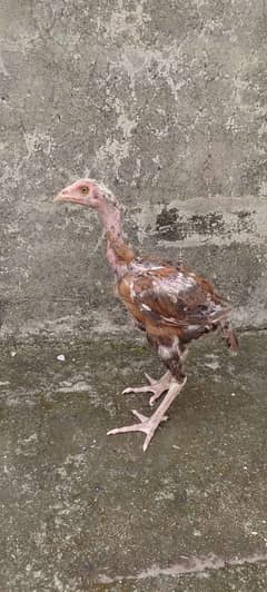aseel chicks