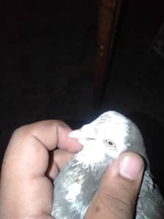 breeder