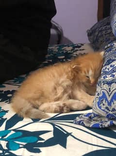 persian double coat kitten 1 month age