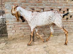 Bakra/ Desi Bakra/ 2 Dant Bakra/ Bakry/ Goat /1700 Per Kg/Qurbani 2025