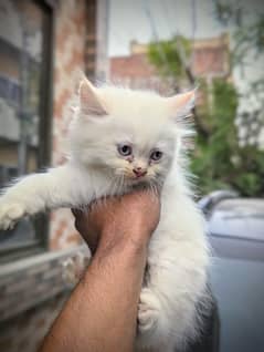 pershion kitten