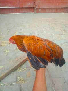 4 aseel hens with chicks