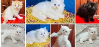 cute cats