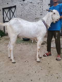 Desi Bakra