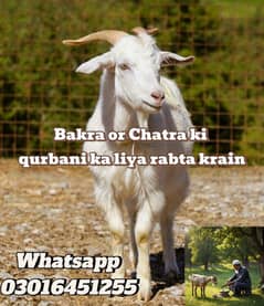 Qasai available for qurbani  contact 03016451255