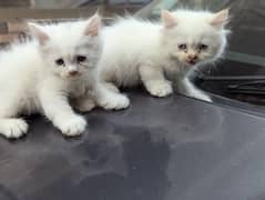 pershion kitten