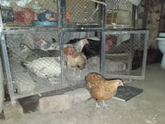 Golden Hen