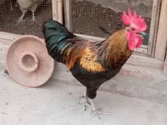 desi mirga