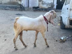 Bakra for sale