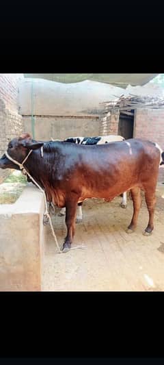 cow 4lac
