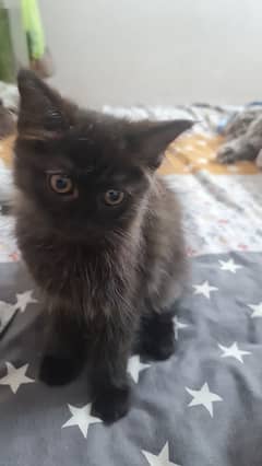 Persian cats, kittens. Male, female.