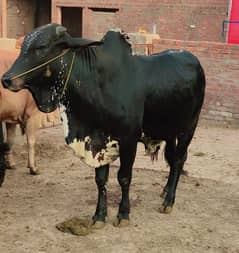 Bachra | Katta | Wacha | Cow | Qurbani k janwar | Bulls | بھنس | گائے