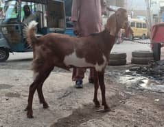 Tapra 2 daanth khassi bakra