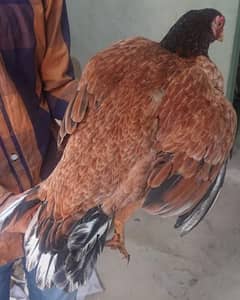 aseel