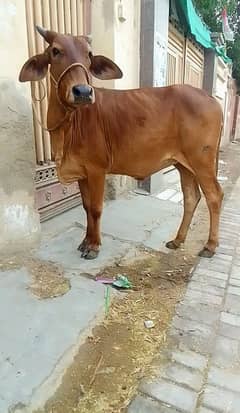 2 dant bachri for sale