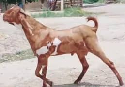dase beetal Bakra. . . 0307,,73,,64,,716