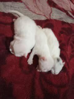 cat new