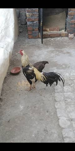 Mianwali aseel for sale