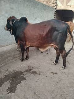 bulls for sale