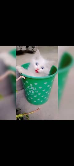 Adorable White Persian Cat for Sale