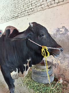 Qurbani