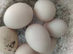 Heera Aseel eggs