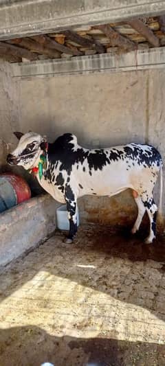 Choga Dand