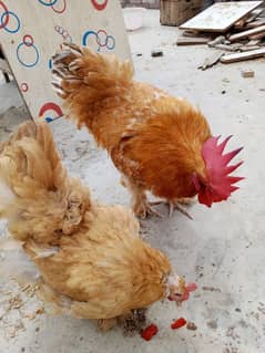 special discount for both pair