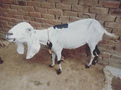 Lal puri goat