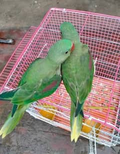 kashmiri raw parrot for sale 5 month age WhatsApp No 03267720525
