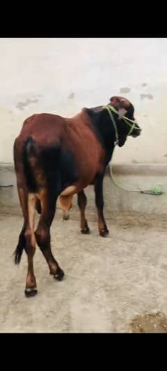 Bachra